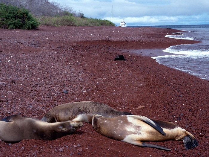 red-sand-beach-isla-rabida-galapagos