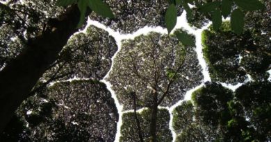 Crown Shyness ปรากฏการณ์ “ต้นไม้เขิน” ช่องว่างยอดไม้ สวยน่าพิศวง Crown Shyness ปรากฏการณ์ “ต้นไม้เขิน” ช่องว่างยอดไม้ สวยน่าพิศวง