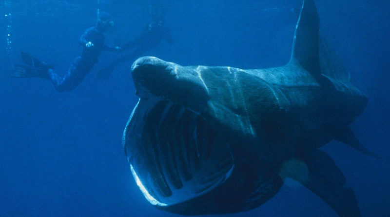 โลกนี้เหลือกี่ตัว? 10 ฉลามสายพันธุ์สุดแปลก ที่คุณอาจไม่คิดว่ามีอยู่จริง
