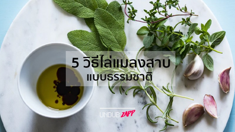 ไล่แบบไม่ฆ่า!! 5 วิธีกําจัดแมลงสาบให้สิ้นซากด้วยวิธีธรรมชาติ ปลอดภัยต่อสุขภาพ – UndubZapp ไล่แบบไม่ฆ่า!! 5 วิธีกําจัดแมลงสาบให้สิ้นซากด้วยวิธีธรรมชาติ ปลอดภัยต่อสุขภาพ – Undubzapp